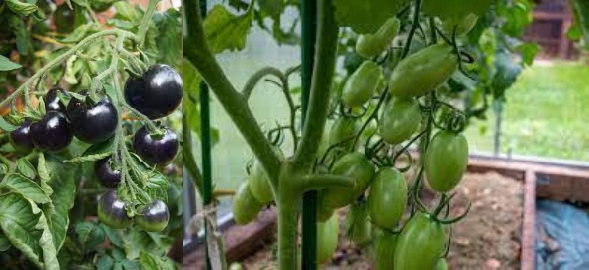 2024 Best Tomato Garden: Indeterminate Vs Determinate Tomato - Garden ...