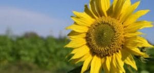 When-to-plant-a-sunflower