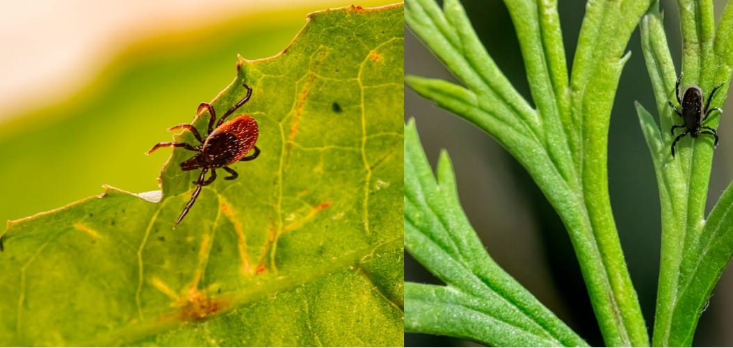 Methods Used To Identify Plant Diseases