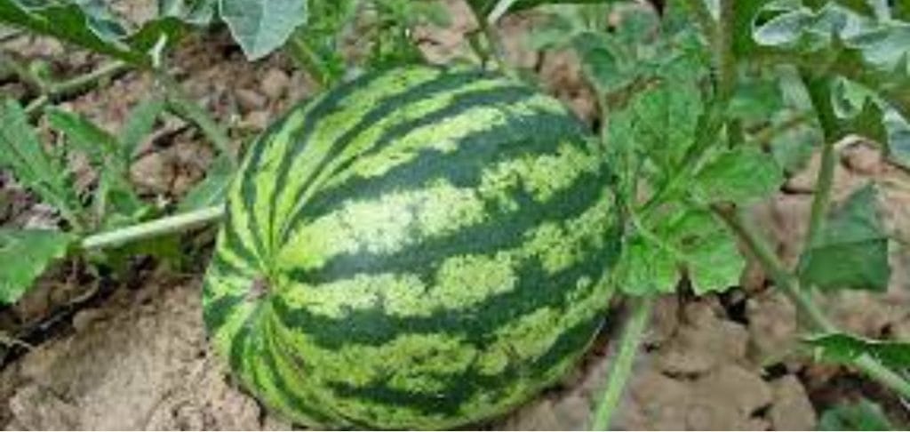 Growing Watermelon in a Containers